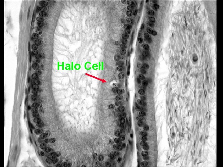 Halo Cell 