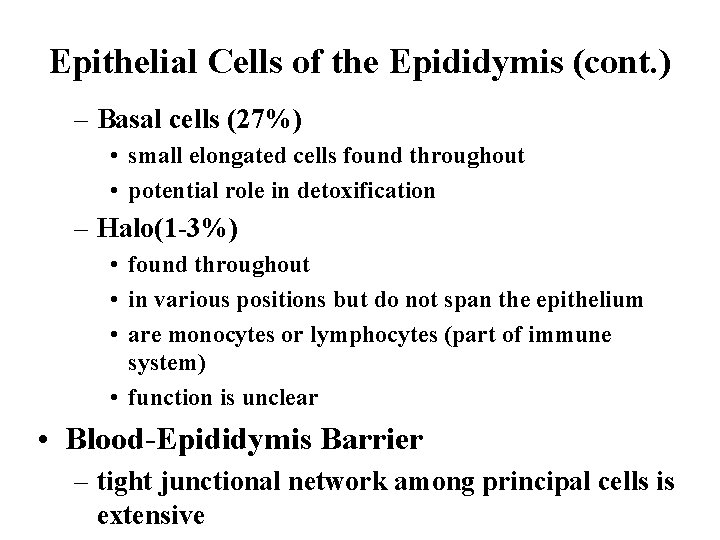 Epithelial Cells of the Epididymis (cont. ) – Basal cells (27%) • small elongated