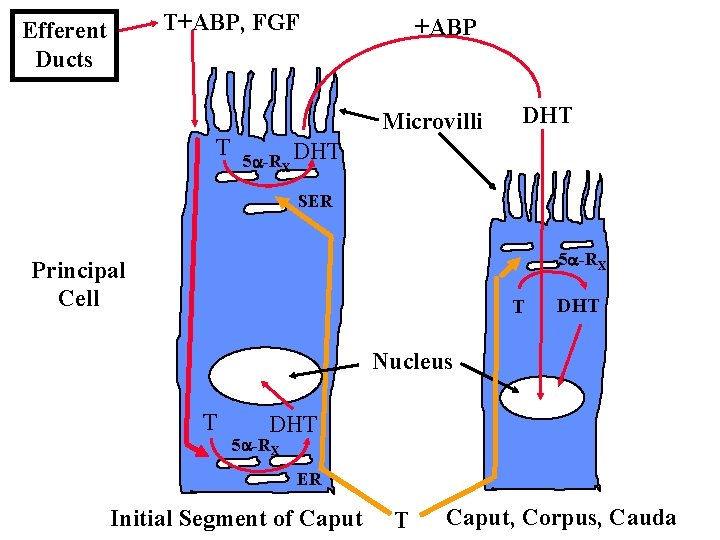 T+ABP, FGF Efferent Ducts T +ABP Microvilli DHT 5 -RX DHT SER 5 -RX