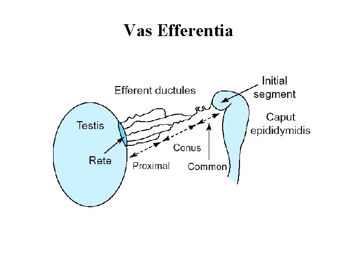 Vas Efferentia 