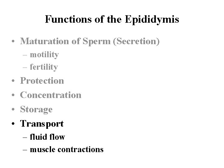 Functions of the Epididymis • Maturation of Sperm (Secretion) – motility – fertility •