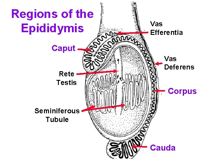 Regions of the Epididymis Vas Efferentia Caput Rete Testis Vas Deferens Corpus Seminiferous Tubule
