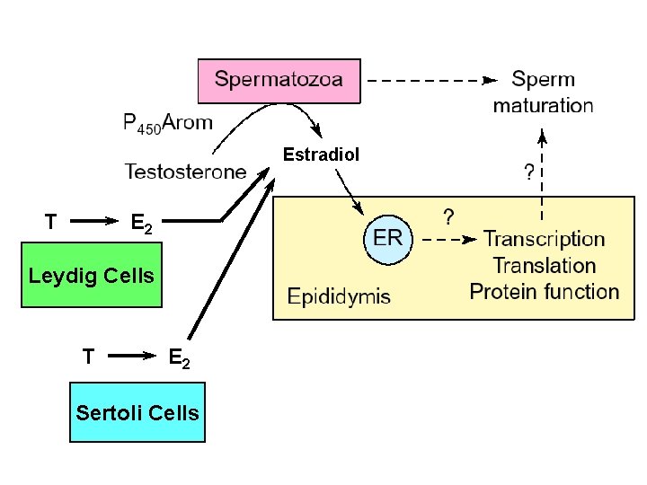Estradiol T E 2 Leydig Cells T E 2 Sertoli Cells 