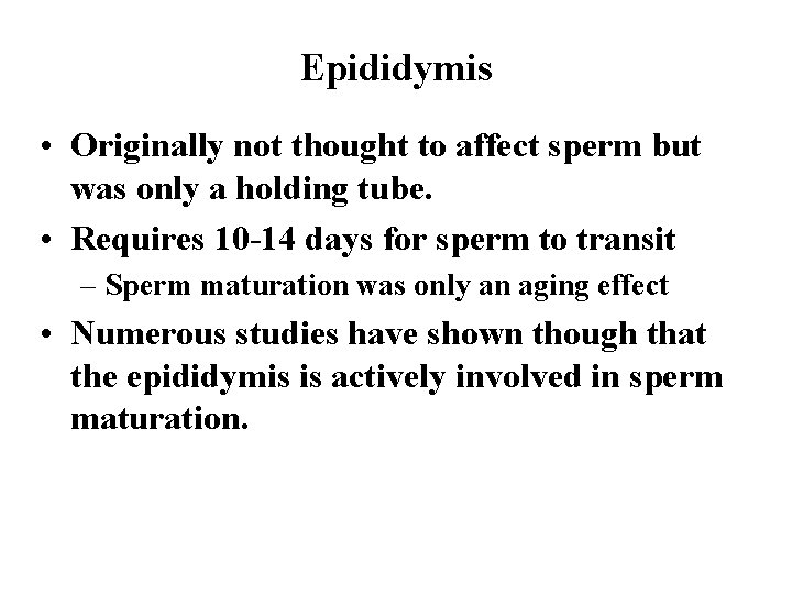 Epididymis • Originally not thought to affect sperm but was only a holding tube.