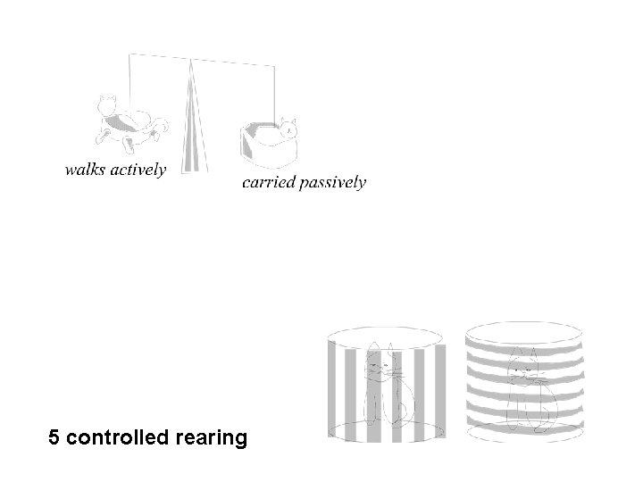 5 controlled rearing 