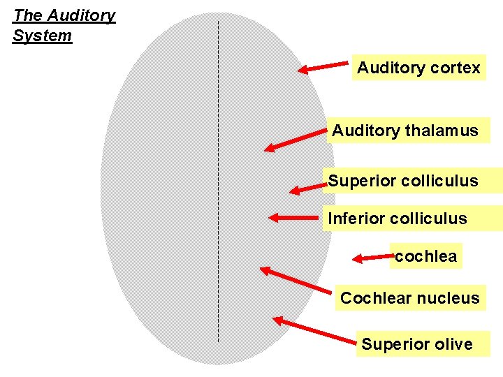 The Auditory System Auditory cortex Auditory thalamus Superior colliculus Inferior colliculus cochlea Cochlear nucleus