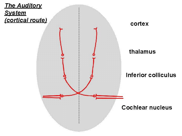 The Auditory System (cortical route) cortex thalamus Inferior colliculus Cochlear nucleus 