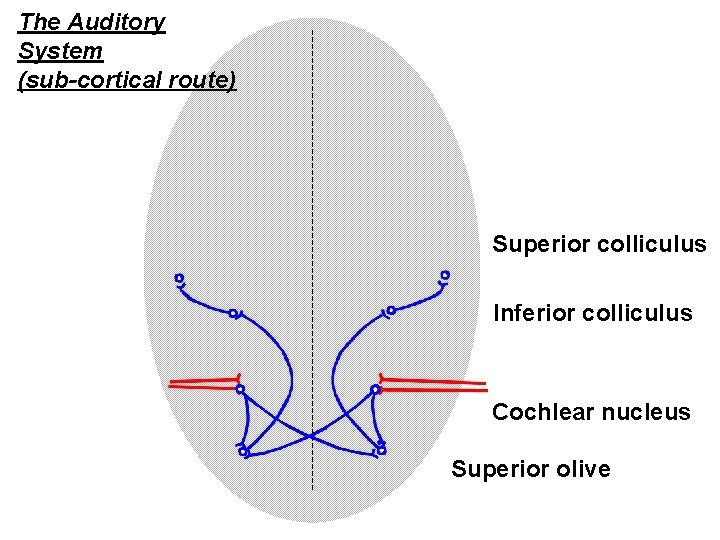 The Auditory System (sub-cortical route) Superior colliculus Inferior colliculus Cochlear nucleus Superior olive 