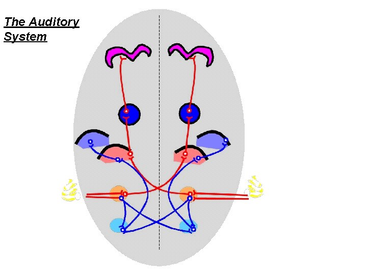 The Auditory System 