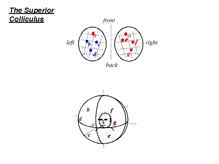 The Superior Colliculus 