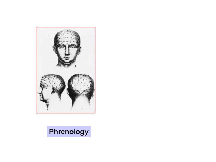 Phrenology 