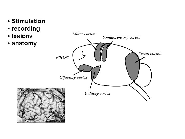  • Stimulation • recording • lesions • anatomy 