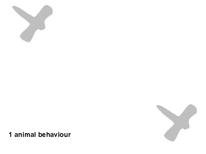 1 animal behaviour 