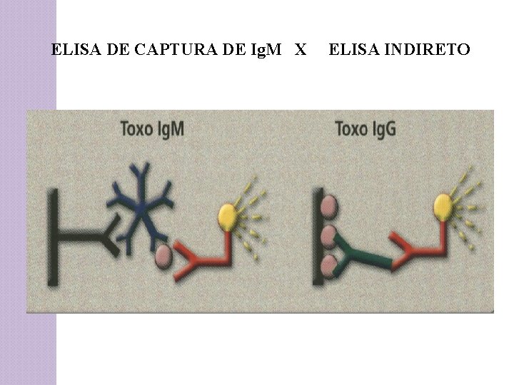 ELISA DE CAPTURA DE Ig. M X ELISA INDIRETO 