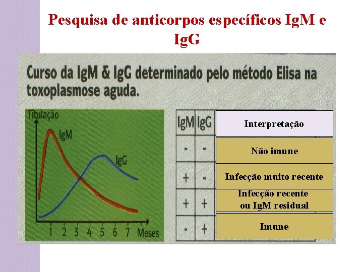 Pesquisa de anticorpos específicos Ig. M e Ig. G Interpretação Não imune Infecção muito