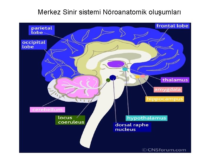 Merkez Sinir sistemi Nöroanatomik oluşumları 