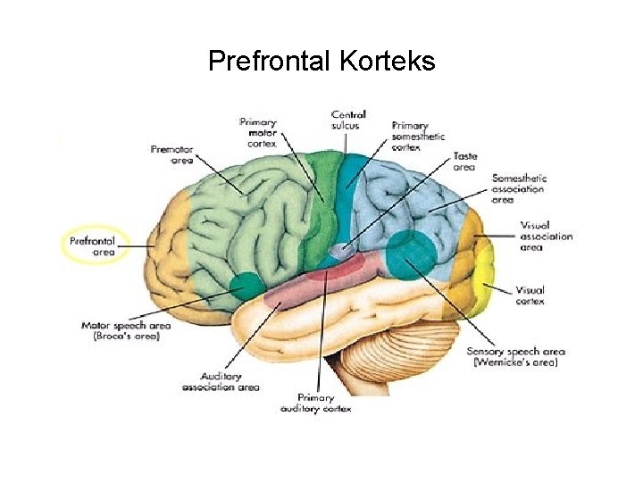 Prefrontal Korteks 