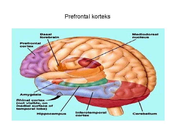 Prefrontal korteks 