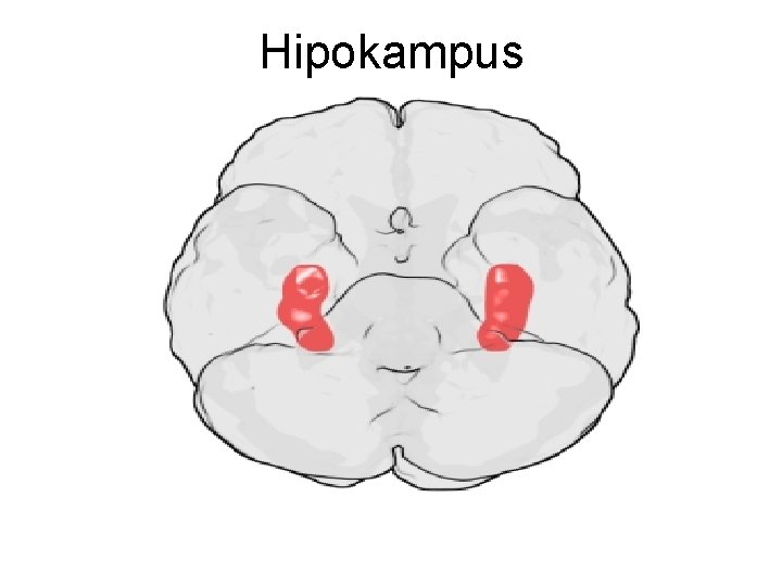 Hipokampus 