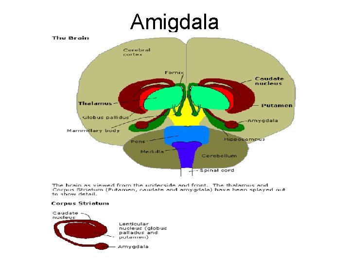Amigdala 
