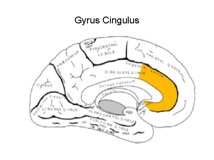 Gyrus Cingulus 