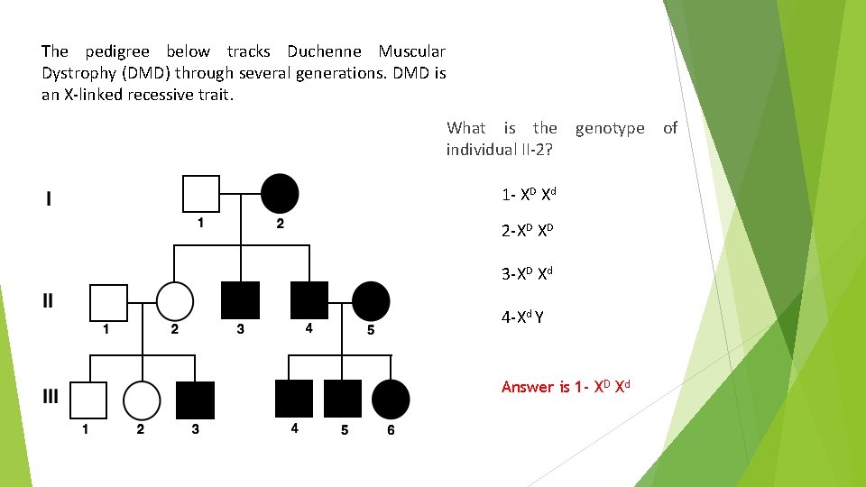 The pedigree below tracks Duchenne Muscular Dystrophy (DMD) through several generations. DMD is an