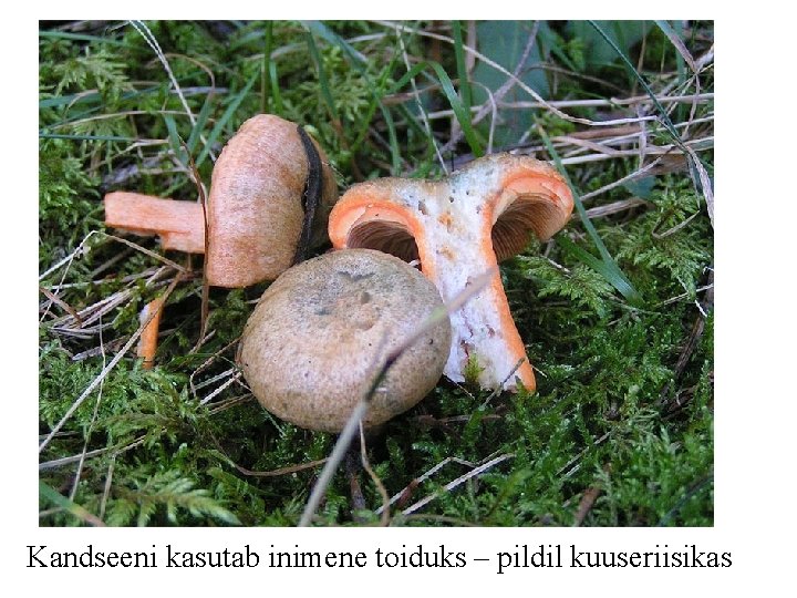 Kandseeni kasutab inimene toiduks – pildil kuuseriisikas 