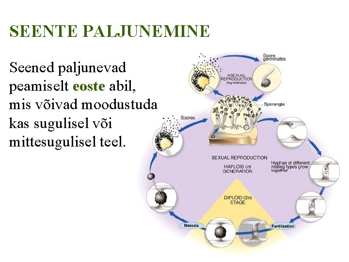 SEENTE PALJUNEMINE Seened paljunevad peamiselt eoste abil, mis võivad moodustuda kas sugulisel või mittesugulisel