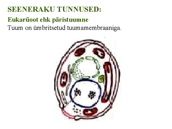 SEENERAKU TUNNUSED: Eukarüoot ehk päristuumne Tuum on ümbritsetud tuumamembraaniga. 
