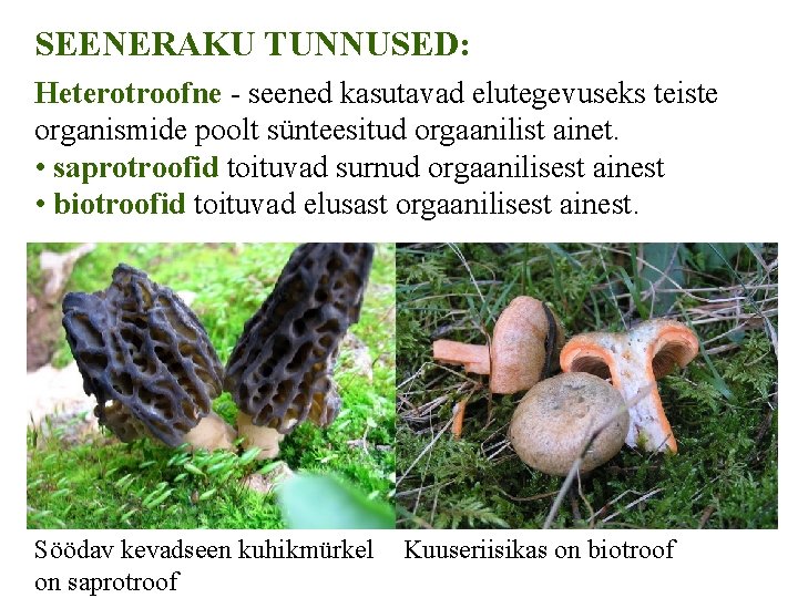 SEENERAKU TUNNUSED: Heterotroofne - seened kasutavad elutegevuseks teiste organismide poolt sünteesitud orgaanilist ainet. •