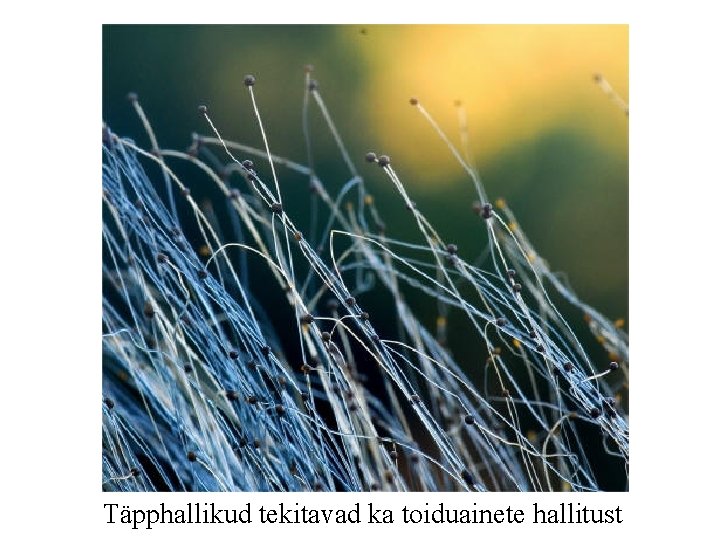 Täpphallikud tekitavad ka toiduainete hallitust 