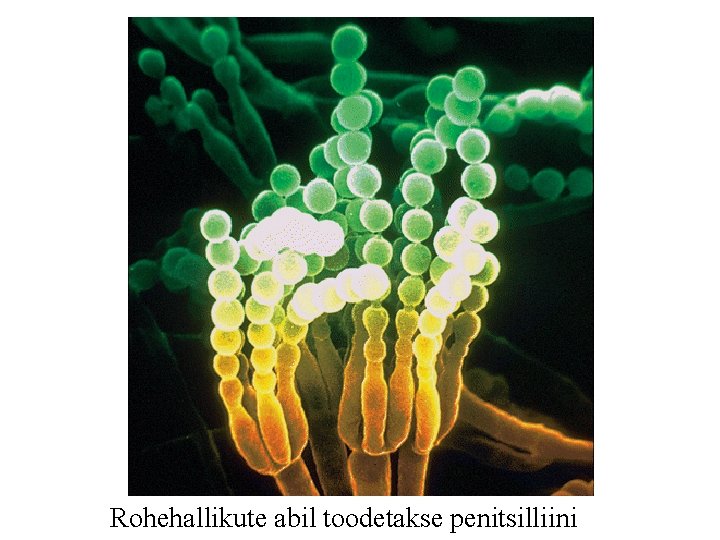 Rohehallikute abil toodetakse penitsilliini 