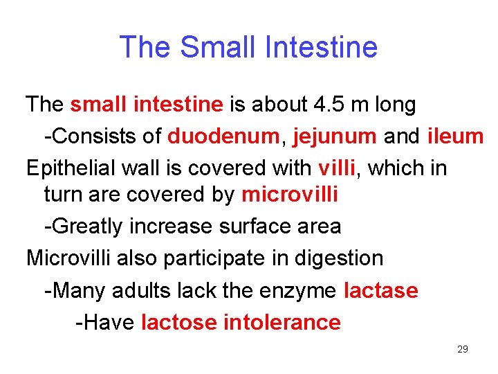 The Small Intestine The small intestine is about 4. 5 m long -Consists of The Small Intestine The small intestine is about 4. 5 m long -Consists of