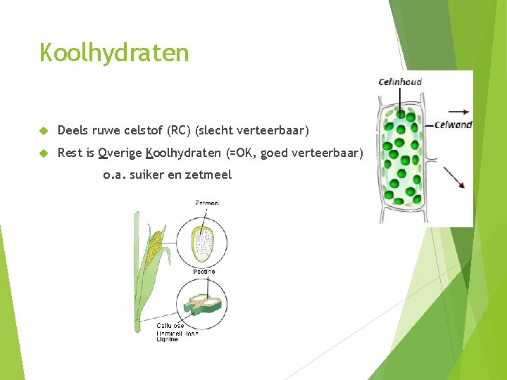 Koolhydraten Deels ruwe celstof (RC) (slecht verteerbaar) Rest is Overige Koolhydraten (=OK, goed verteerbaar)