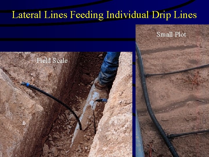 Lateral Lines Feeding Individual Drip Lines Small Plot Field Scale 