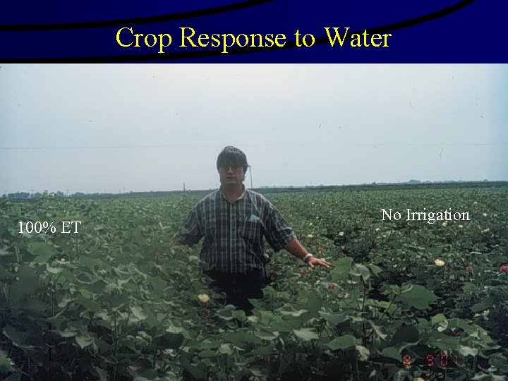 Crop Response to Water 100% ET No Irrigation 