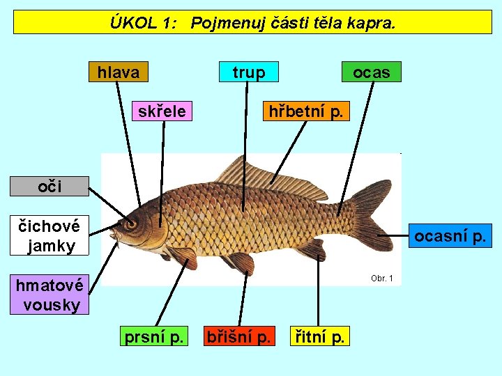 ÚKOL 1: Pojmenuj části těla kapra. hlava skřele trup ocas hřbetní p. oči čichové