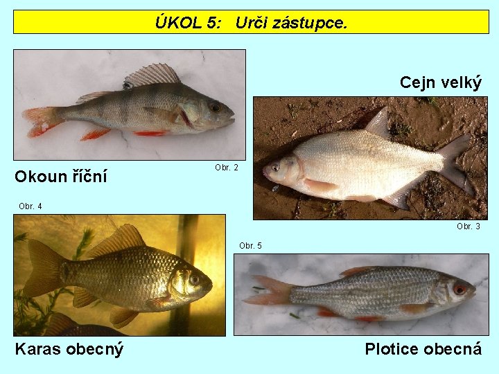 ÚKOL 5: Urči zástupce. Cejn velký Okoun říční Obr. 2 Obr. 4 Obr. 3