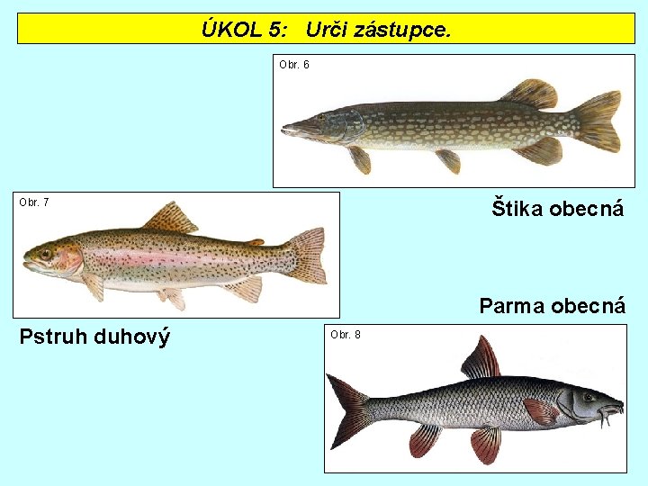 ÚKOL 5: Urči zástupce. Obr. 6 Obr. 7 Štika obecná Parma obecná Pstruh duhový