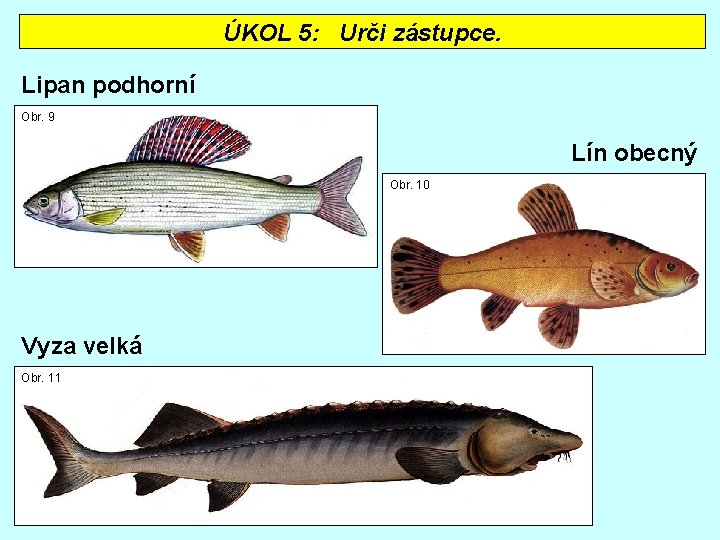 ÚKOL 5: Urči zástupce. Lipan podhorní Obr. 9 Lín obecný Obr. 10 Vyza velká