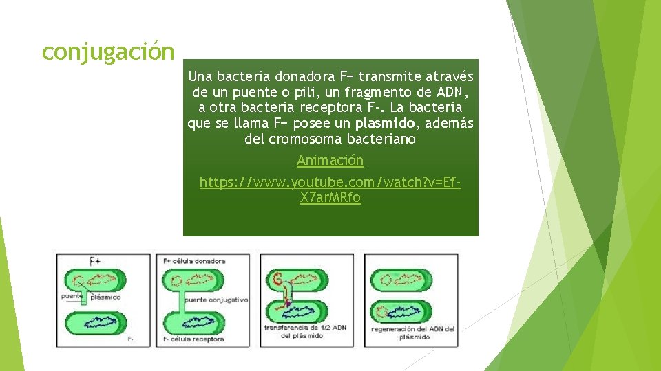 conjugación Una bacteria donadora F+ transmite através de un puente o pili, un fragmento