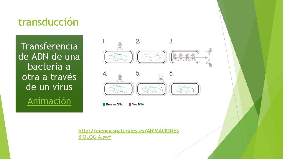 transducción Transferencia de ADN de una bacteria a otra a través de un virus