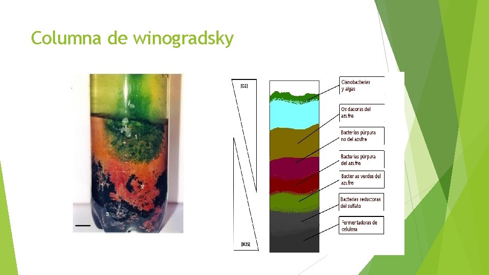 Columna de winogradsky 