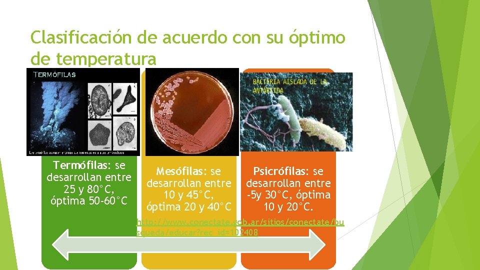 Clasificación de acuerdo con su óptimo de temperatura Termófilas: se desarrollan entre 25 y