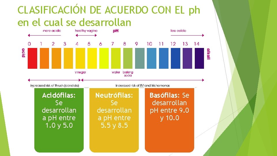 CLASIFICACIÓN DE ACUERDO CON EL ph en el cual se desarrollan Acidófilas: Se desarrollan