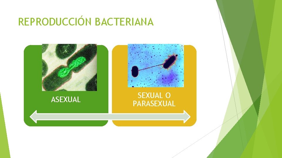 REPRODUCCIÓN BACTERIANA ASEXUAL O PARASEXUAL 