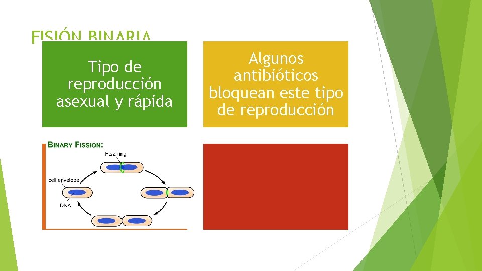 FISIÓN BINARIA Tipo de reproducción asexual y rápida Requiere de replicación previa del material