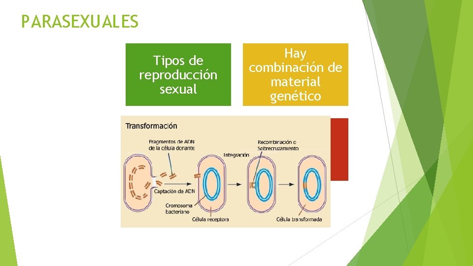 PARASEXUALES Tipos de reproducción sexual Hay combinación de material genético 