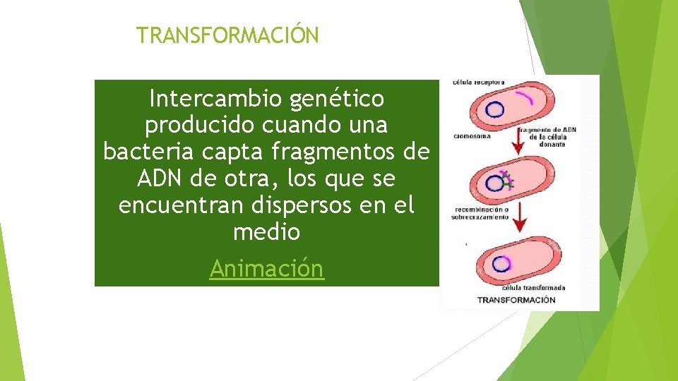 TRANSFORMACIÓN Intercambio genético producido cuando una bacteria capta fragmentos de ADN de otra, los