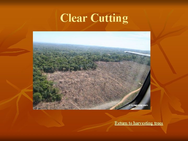 Clear Cutting Return to harvesting trees 